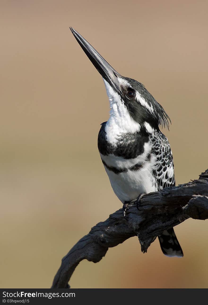 A Pied Kingfisher scanning for predators from above