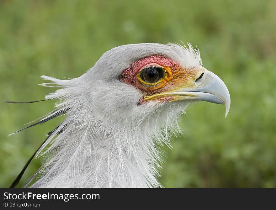 A very detailed close up of a Secretary bird