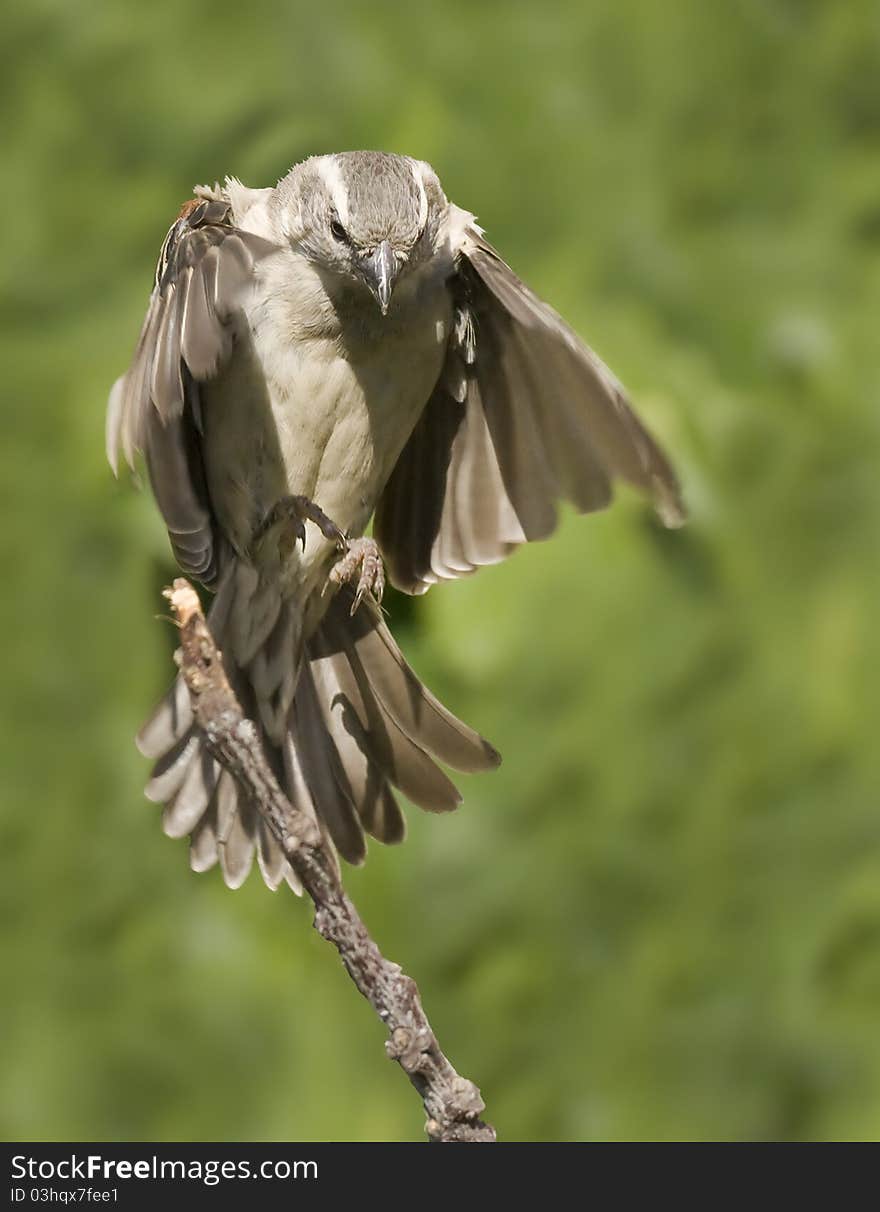 Very cool closeup of a Grey headed sparrow coming in for a landing