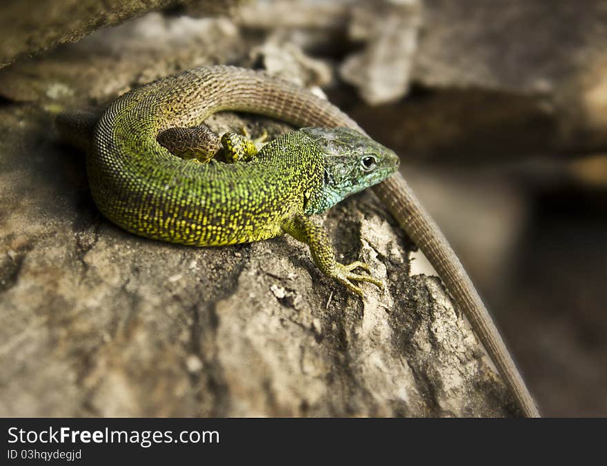 Green lizard sitting on a bark