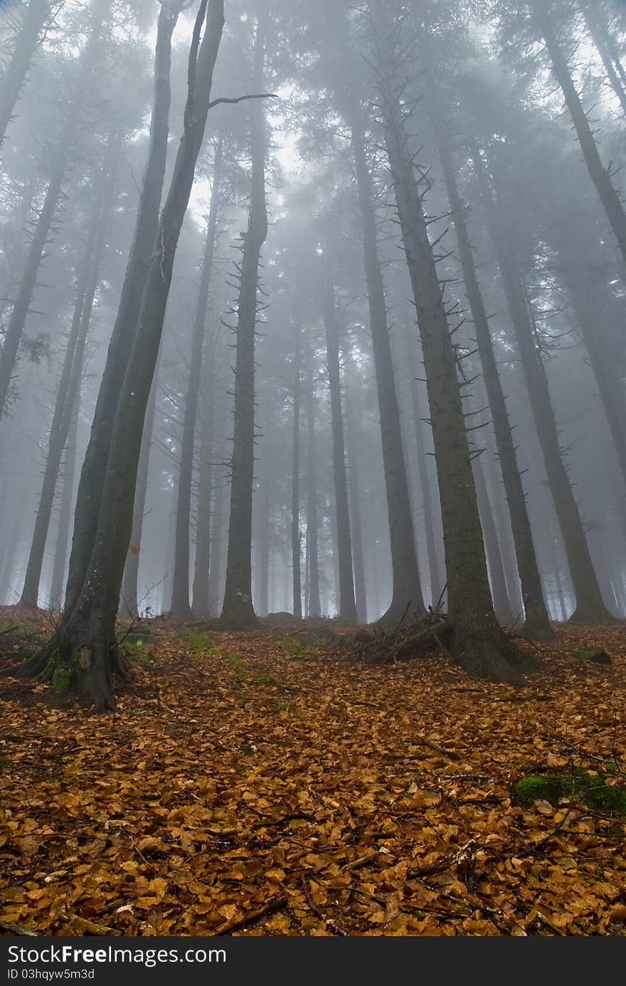 Foggy forest in the morning on early november