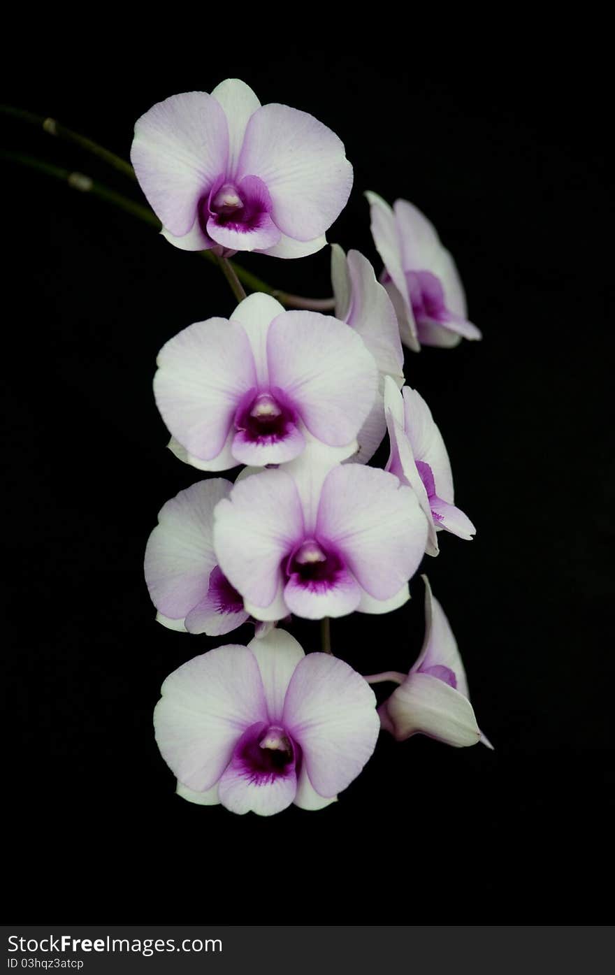 White pink orchid flower blossom