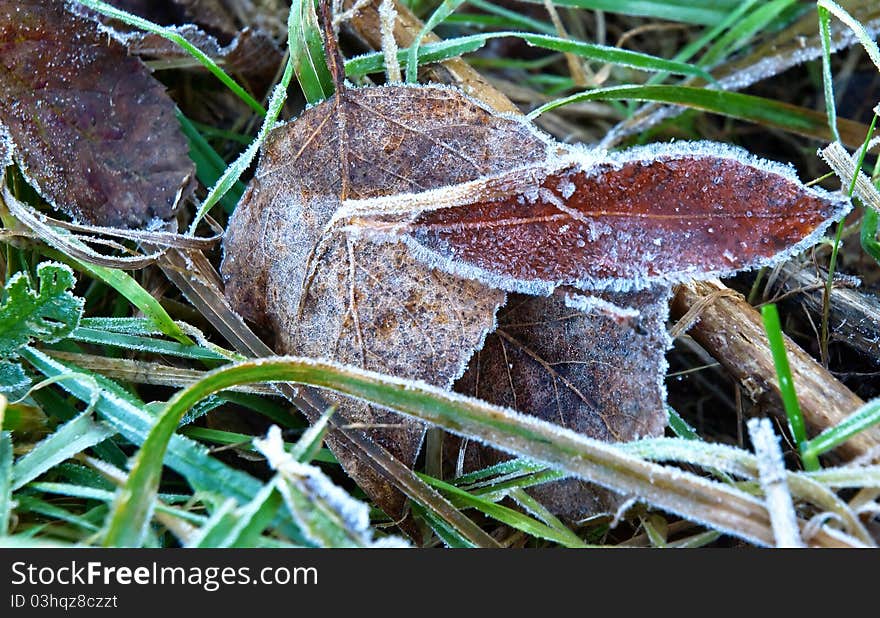 Frozen leaves