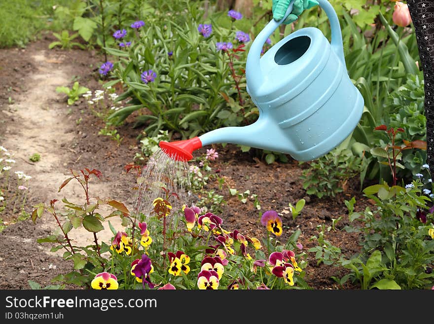 Watering flowers blue watering can with a red nozzle in spring day.