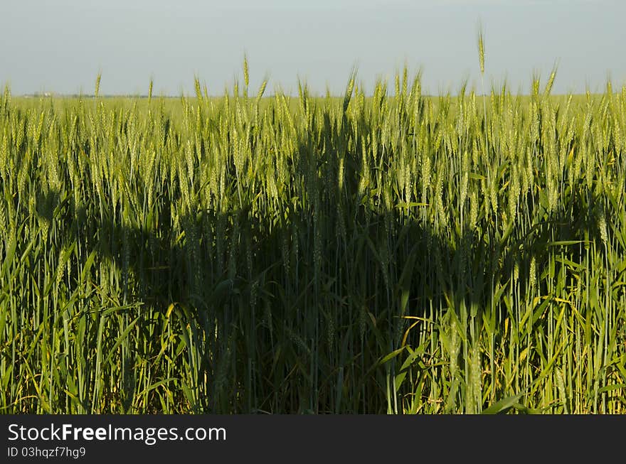 Shadow in the field