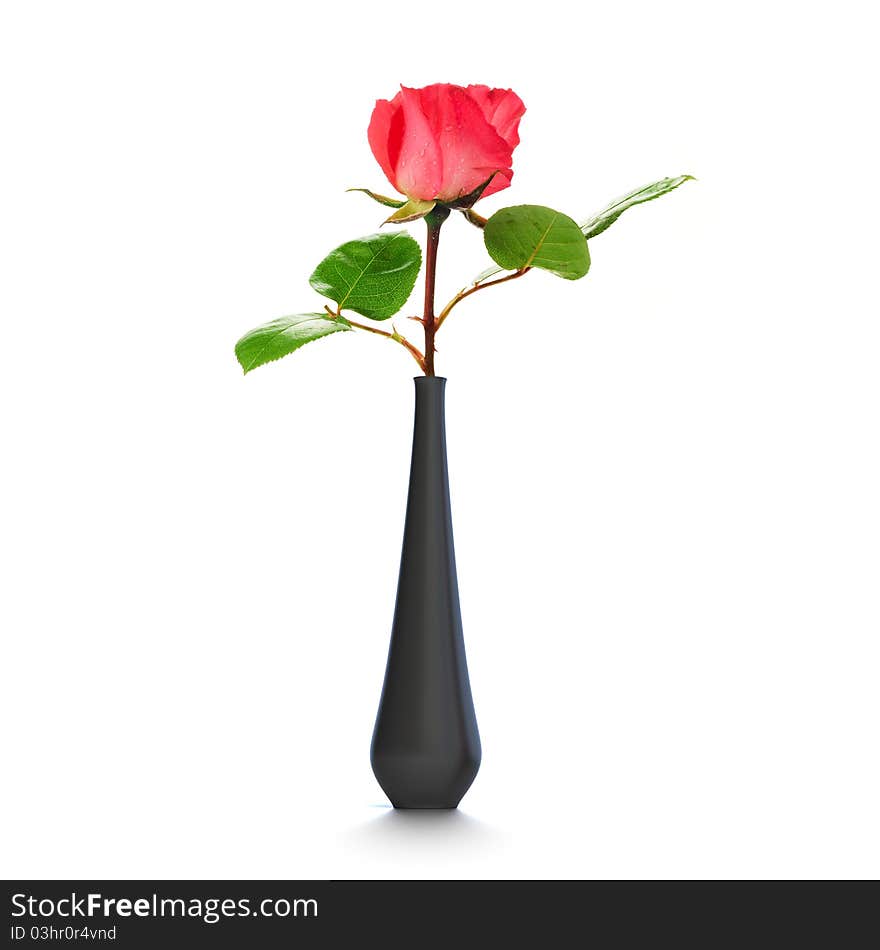 One rose into a black vase over a white background. One rose into a black vase over a white background