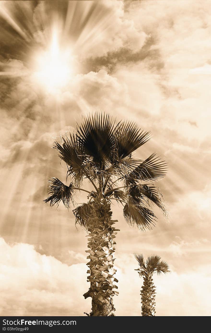 Palm in autumn under dramatic sky