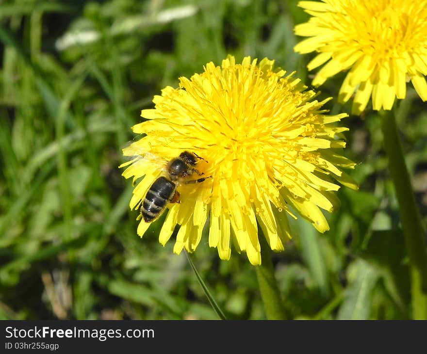 A bee on a flower is show in the picture. A bee on a flower is show in the picture.
