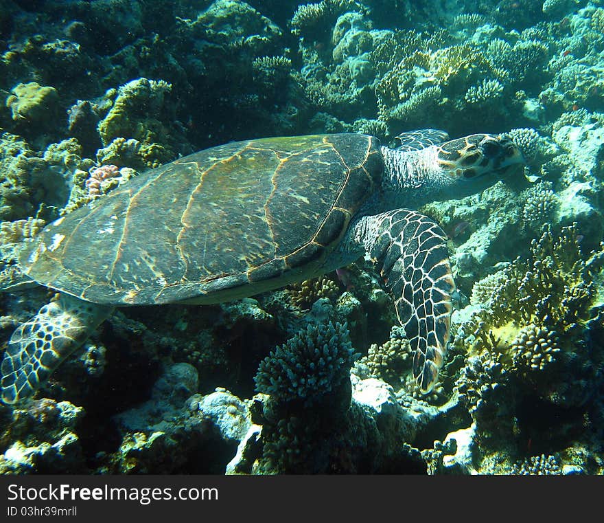 A Hawksbill turtle swimming past a coral reef in the Red sea