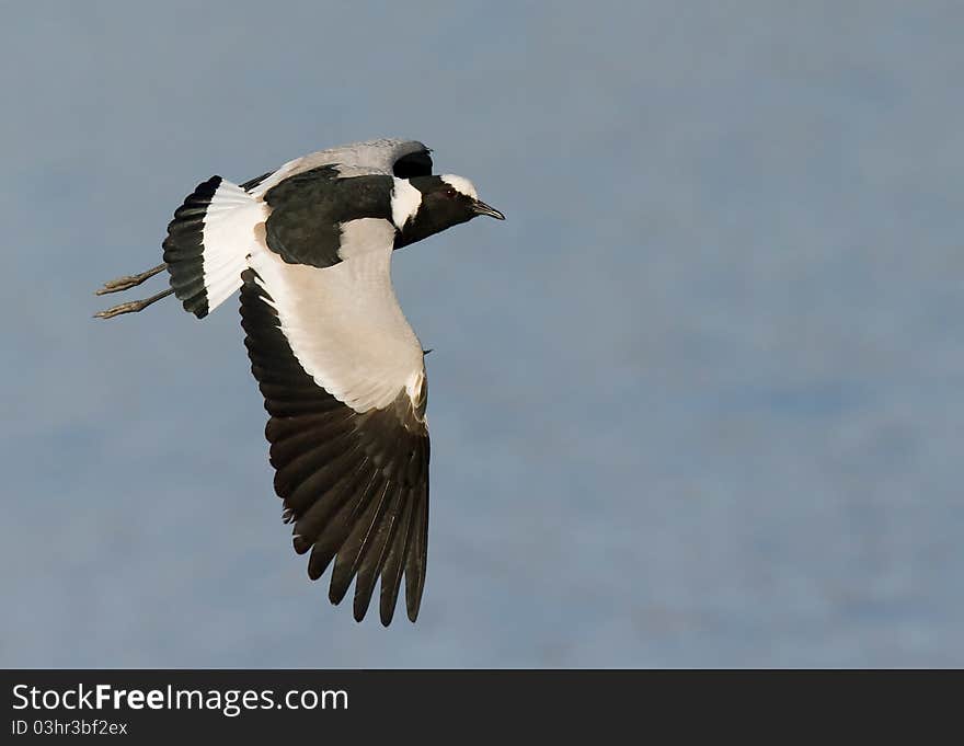 Blacksmith lapwing in flight against lovely blue background