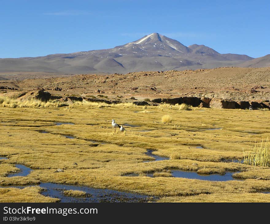 Uturunku volcano, Altiplano, Bolivia.