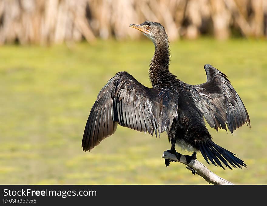 Reed comorant basking after some fishing