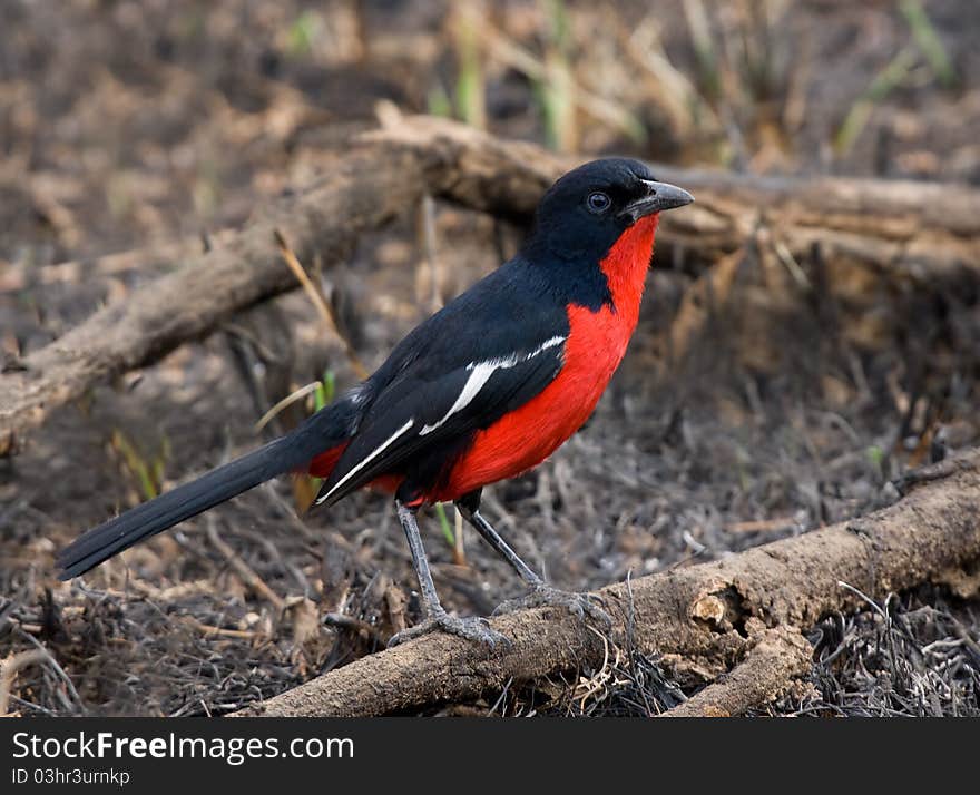 Crimson breasted shrike, lovely colours