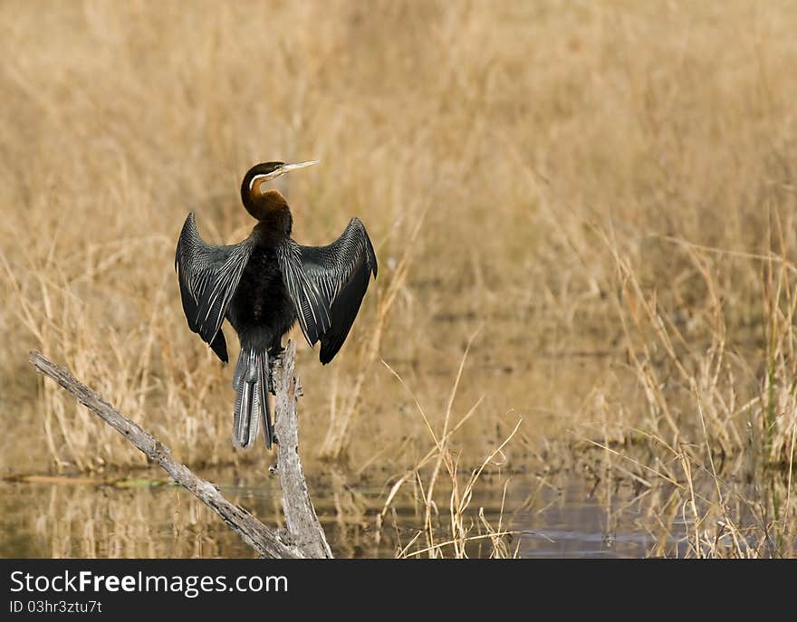 African Darter basking in the sun