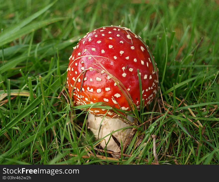 Perfect example of a fly agaric mushroom / toadstool