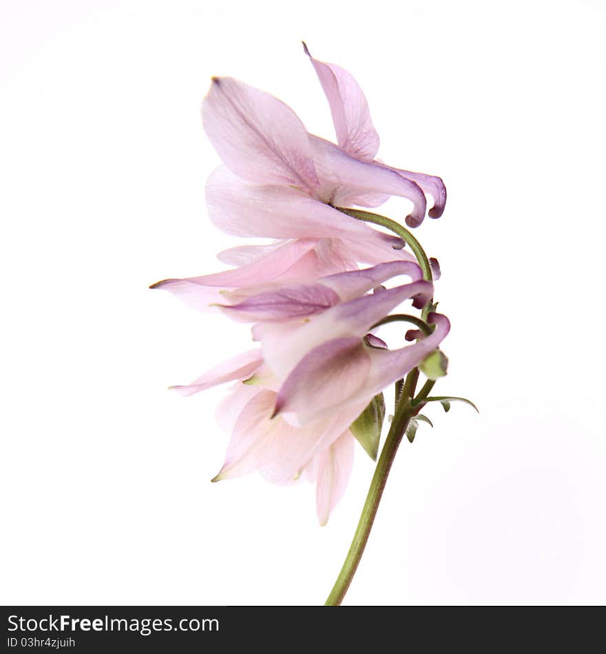 Pink Columbine flower on white background