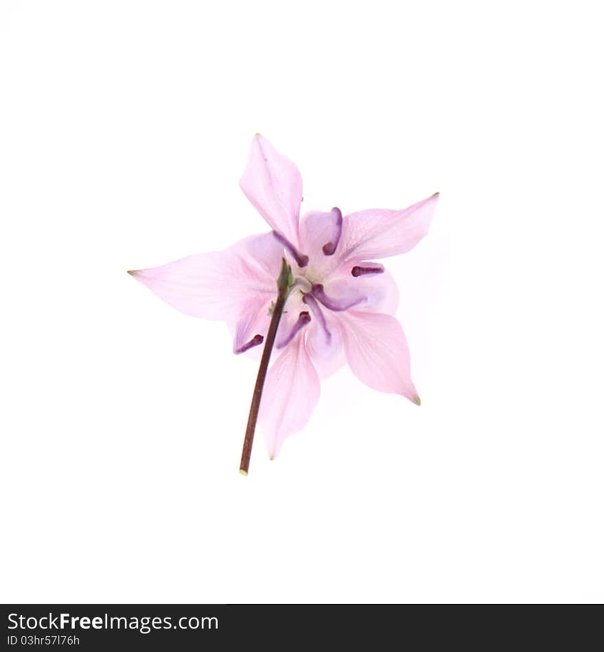 Columbine pink flower on white background. Columbine pink flower on white background