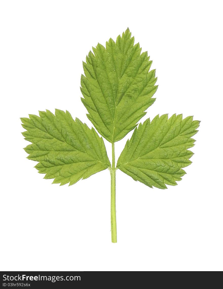 Raspberry leaf.