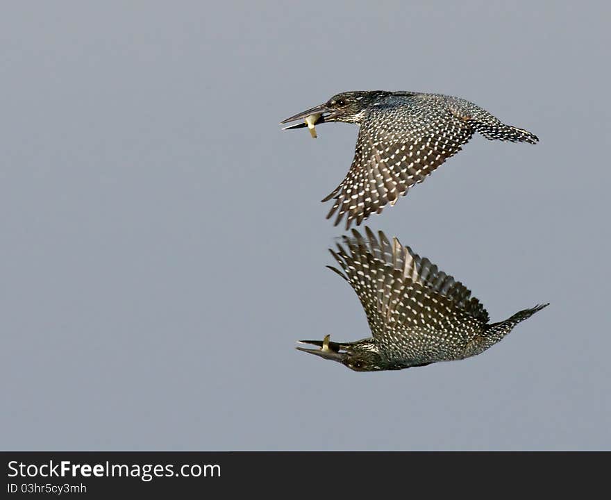 Giant Kingfisher with catch skimming across the water