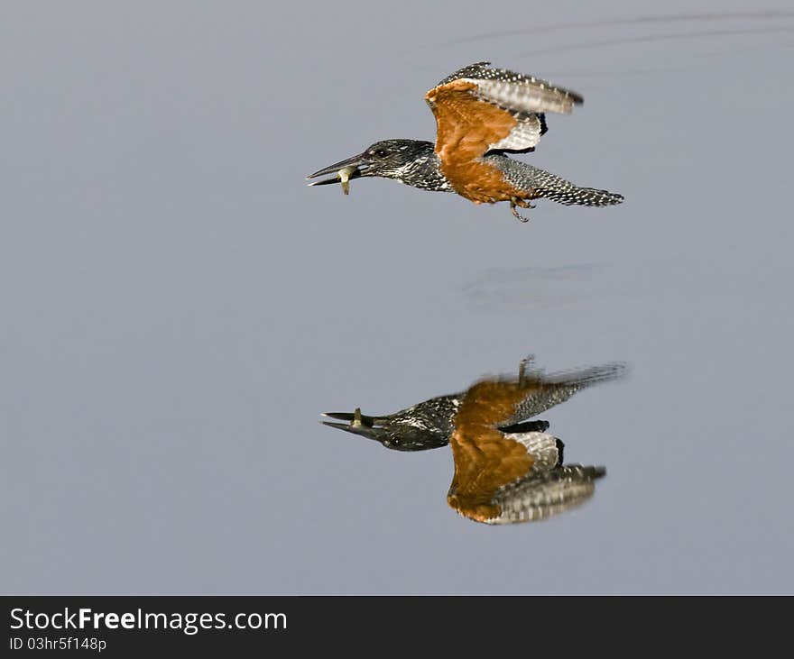 Giant Kingfisher skimming across the water with catch