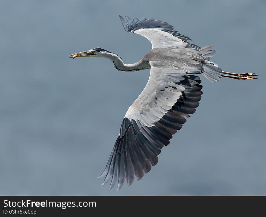 Grey Headed Heron in flight with catch