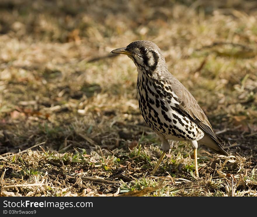 Groundscraper thrush in nice light