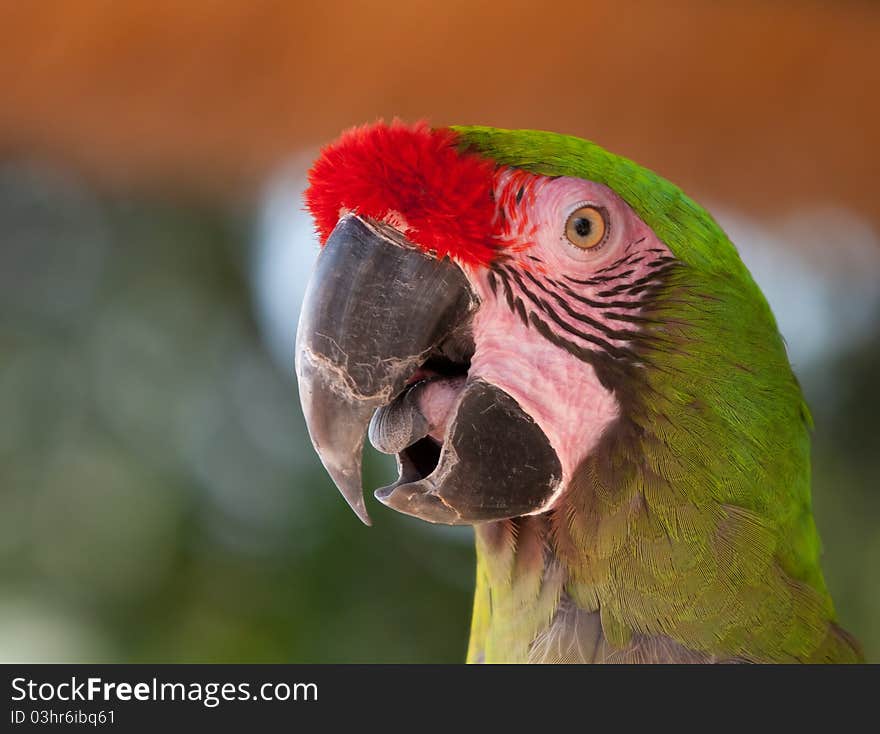 A lovely Macaw closeup image