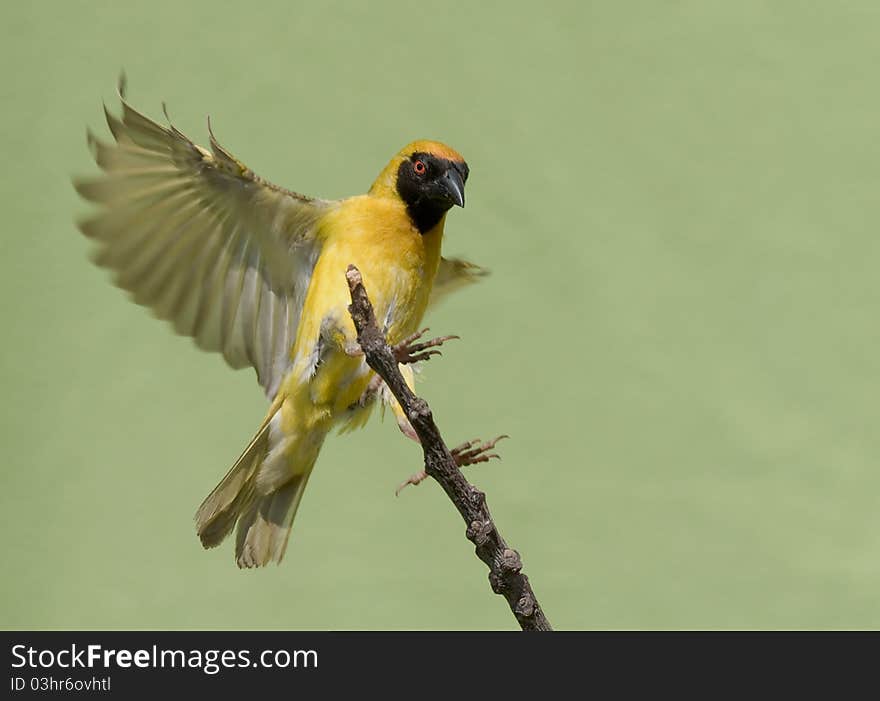 Southern Masked weaver, lovely wings up pose