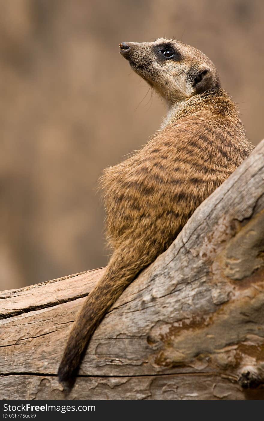 Mongoose