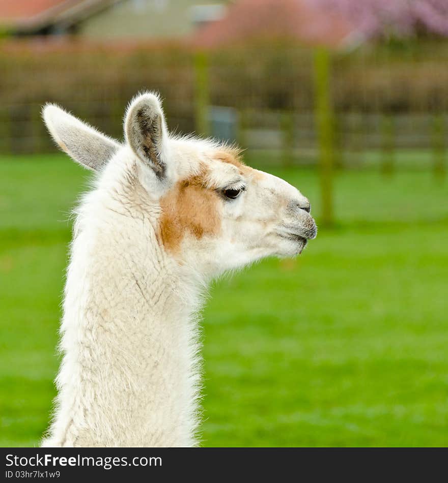 Portrait of a lama on farm. Portrait of a lama on farm.