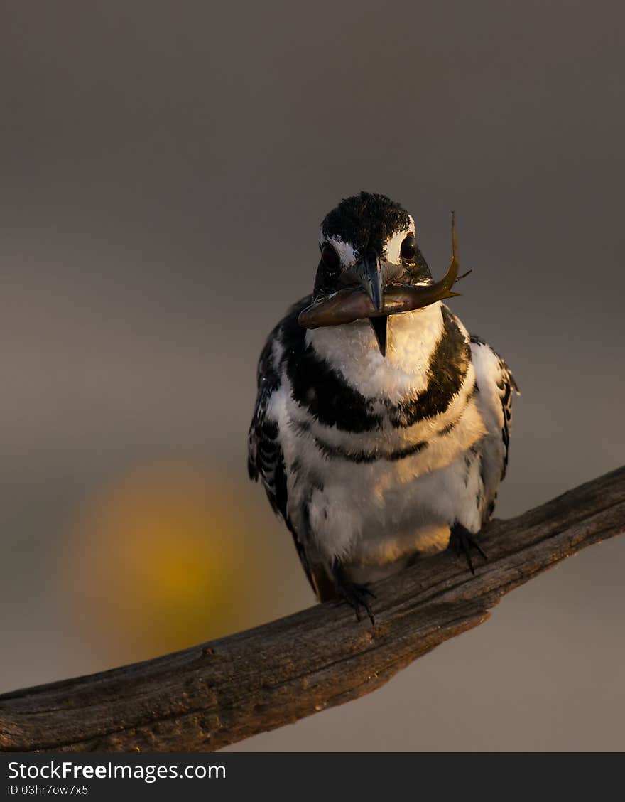 Pied Kingfisher with a tasty morsel