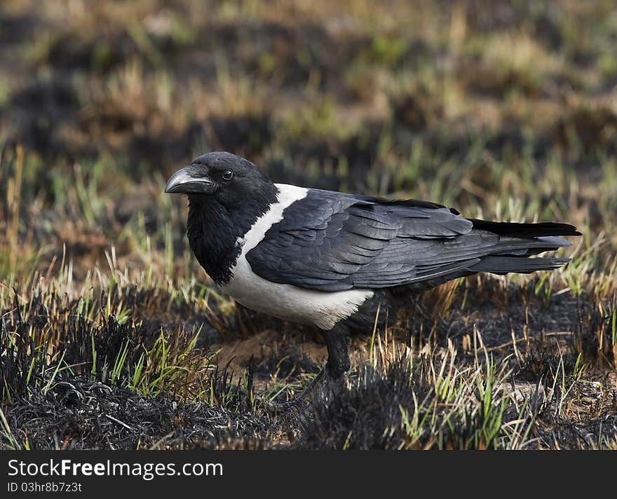 Pied Crow against a burnt veld background