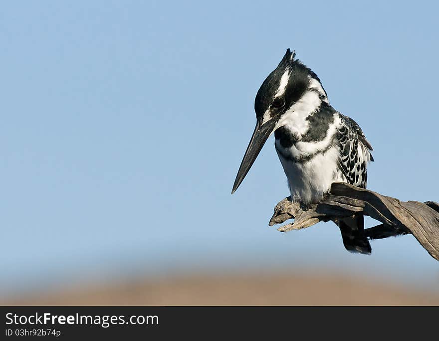 Pied Kingfisher