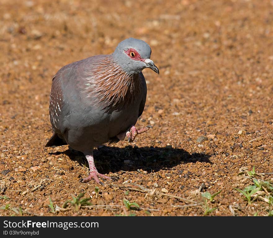 Rock pidgeon also know as a speckled pidgeon