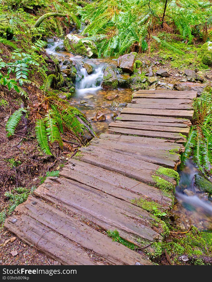 Fragment of Sugar Mountain trail in Buntzen Lake park, Vancouver, Canada. Fragment of Sugar Mountain trail in Buntzen Lake park, Vancouver, Canada.