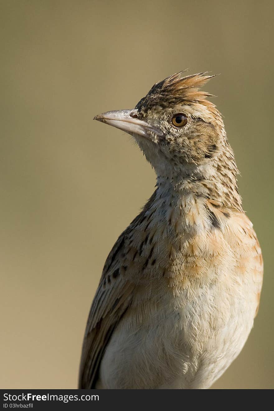 Rufous naped lark closeup in nice light