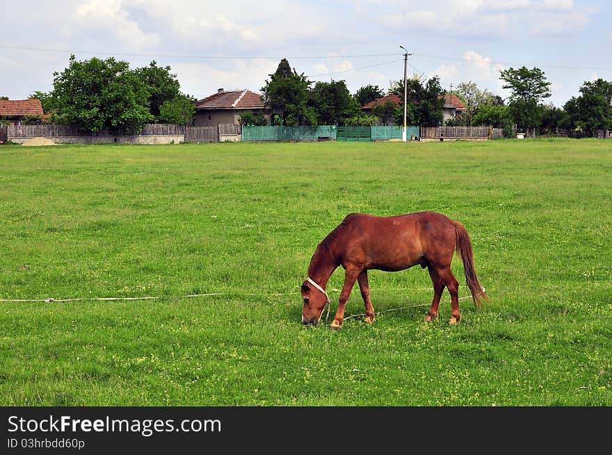 Horse resting on still green field near the village. Horse resting on still green field near the village