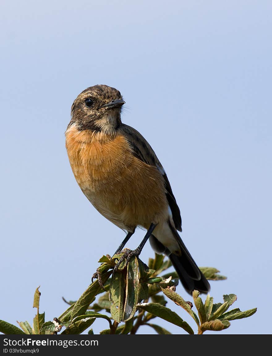 A lovely portrait of a Stone Chat