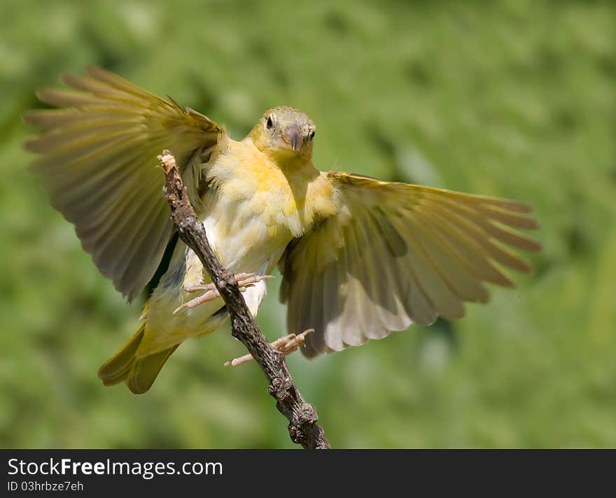 Female Souther masked weaver coming in to land