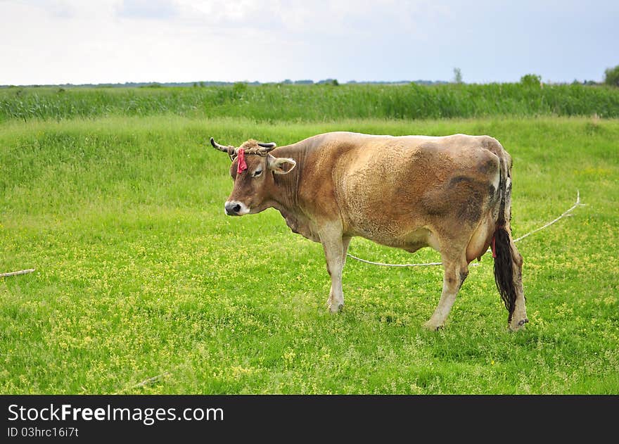 Linked cow on sunny field