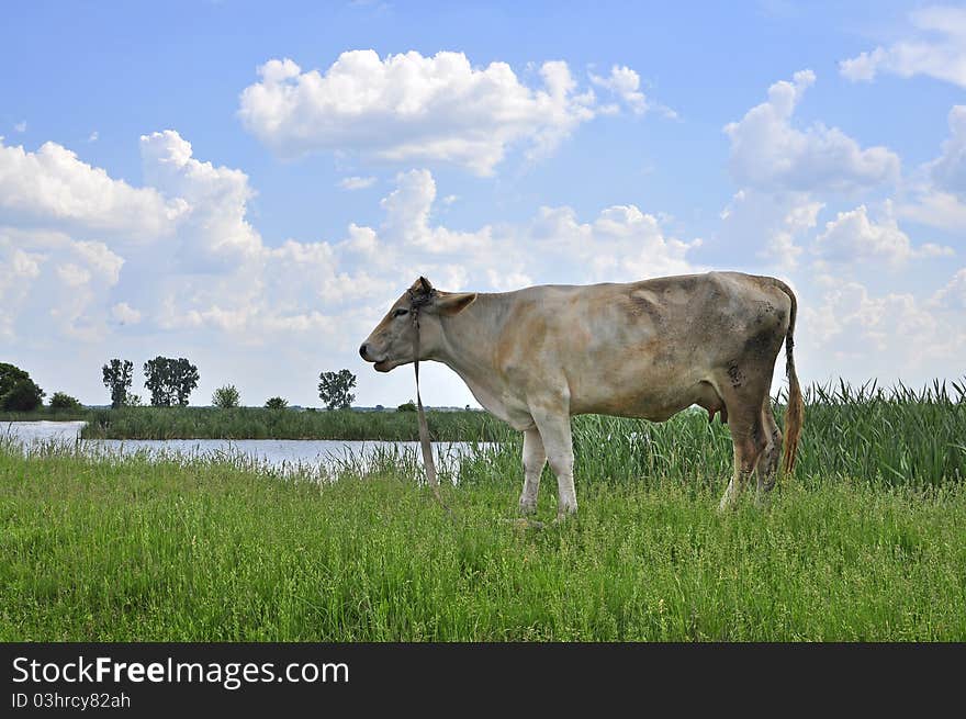 Linked cow on sunny field. Linked cow on sunny field