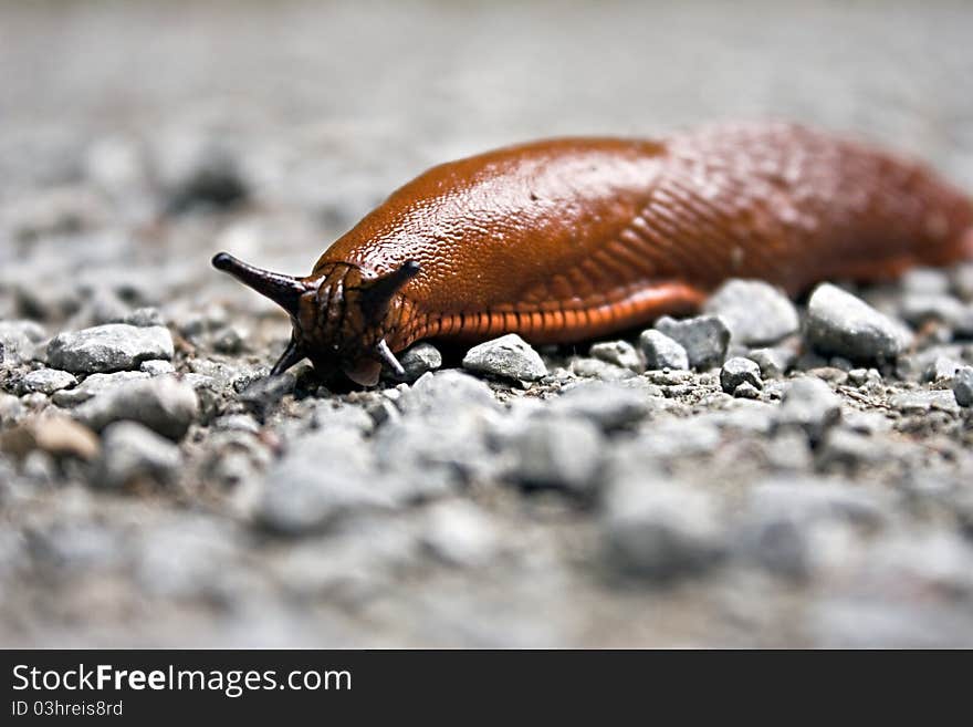 Slug