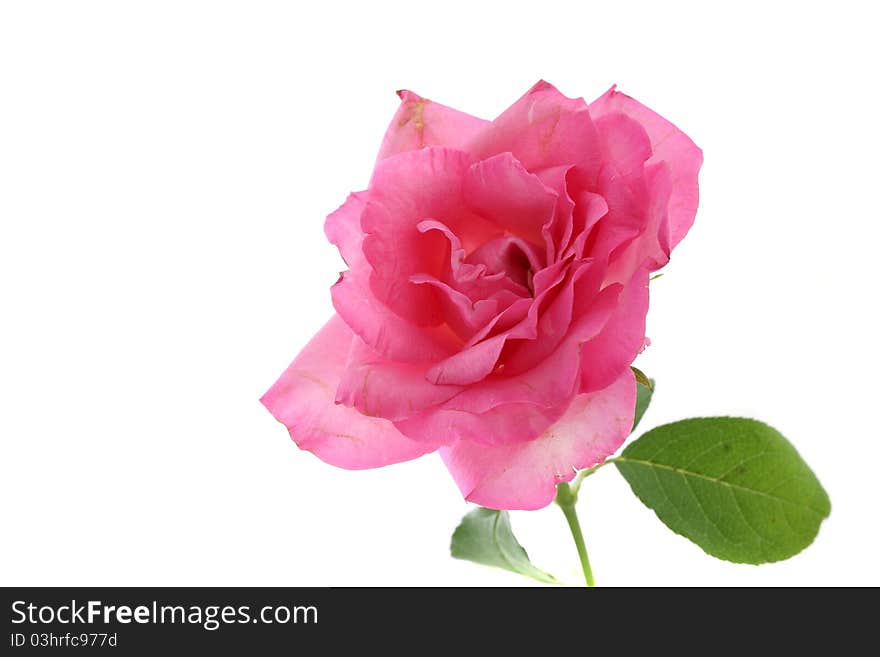 Pink rose isolated in white background