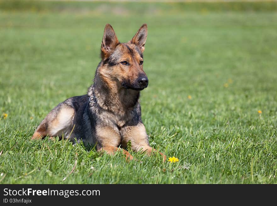 German Shepherd laying on the green grass