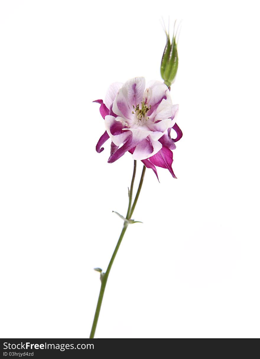 Purple and white Columbine flower on white background