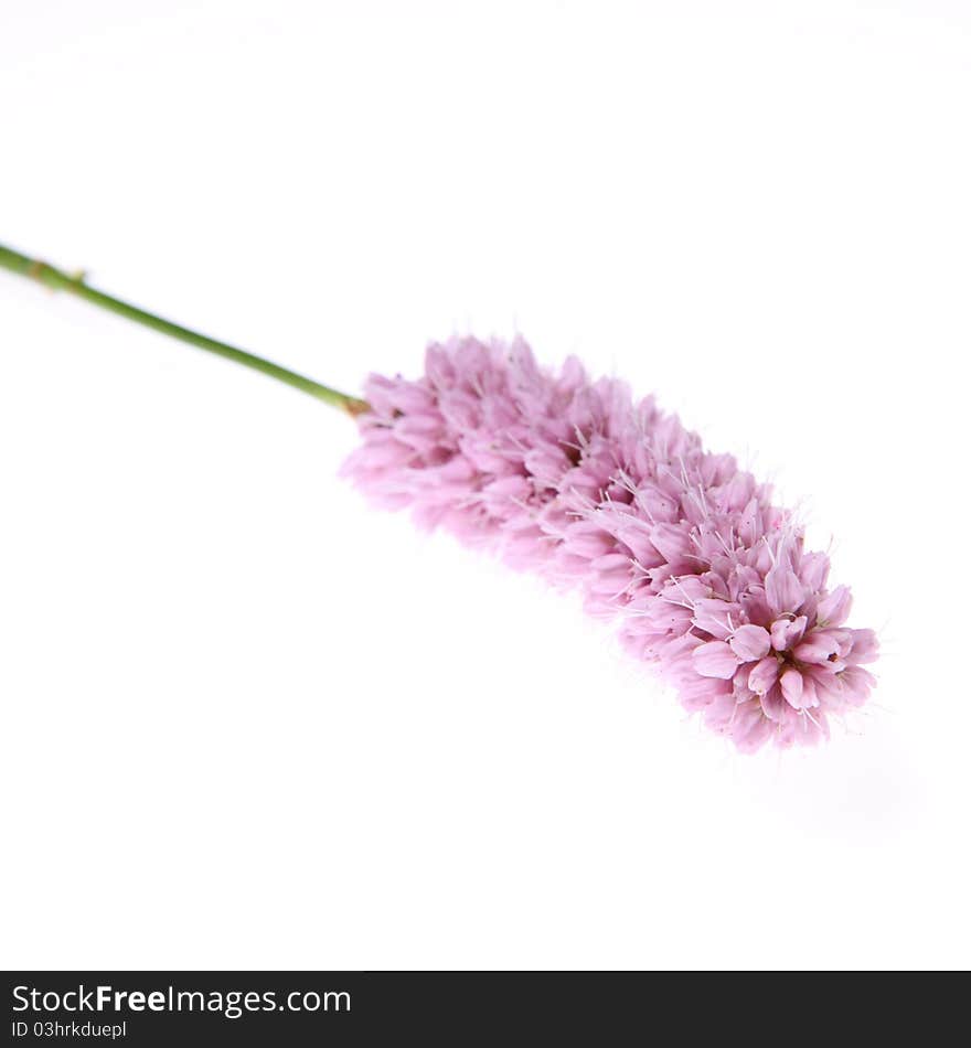 Pink ornamental flower on white background. Pink ornamental flower on white background