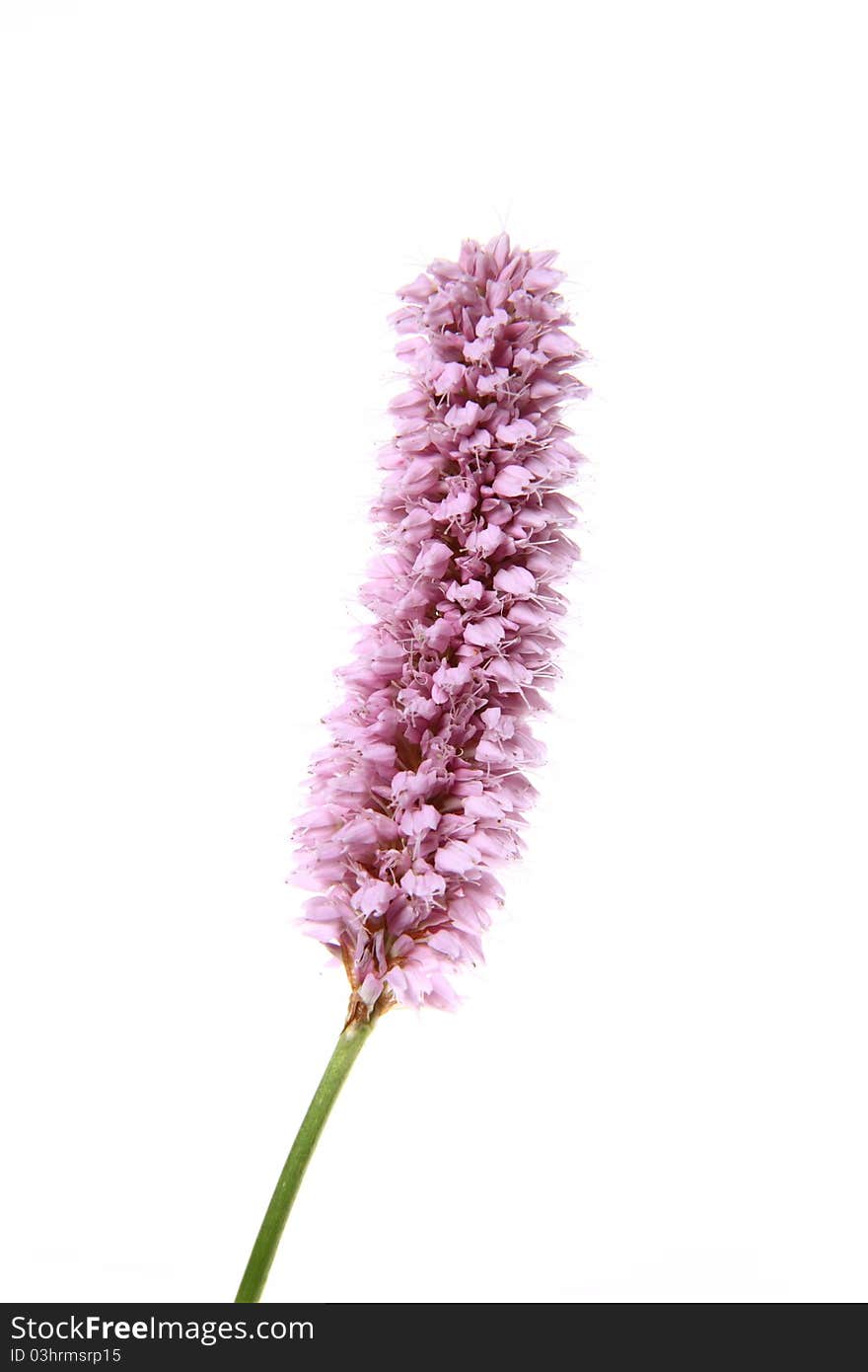 Pink ornamental flower on white background. Pink ornamental flower on white background