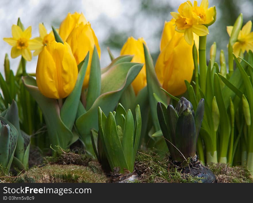 Yellow Tulips And Daffodils .