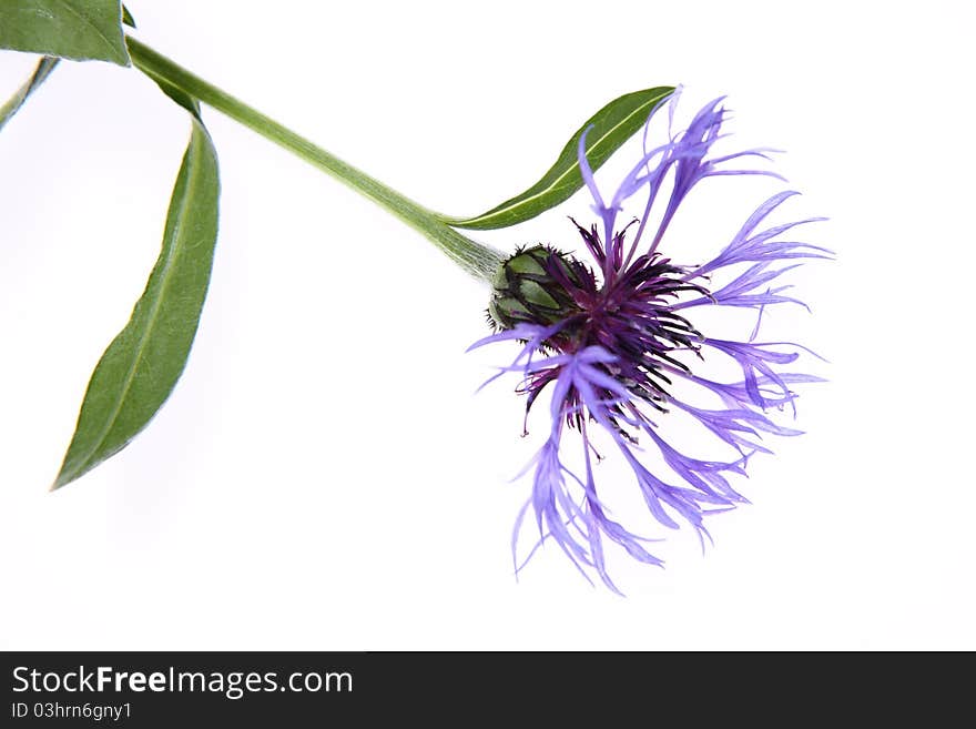 Cornflower on a white background