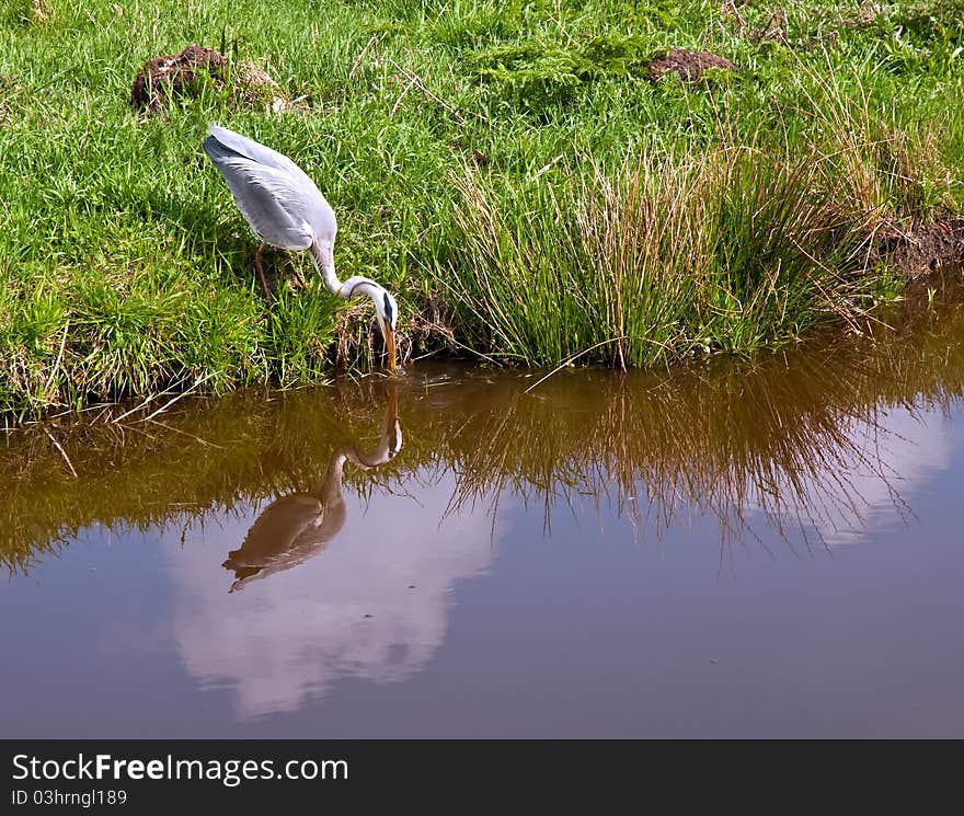 Grey Heron standing by some water. Grey Heron standing by some water.